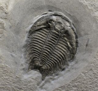 Rare Anechocephalus Trilobite Fossil,  Upper Cambrian,  Bc,  Canada