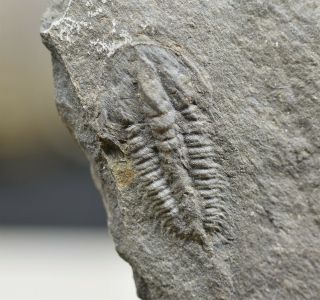 Very Rare Lusatiops Ribotanus Trilobite,  Lower Cambrian Of Spain