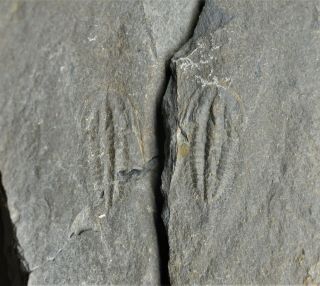 VERY RARE Lusatiops ribotanus Trilobite,  Lower Cambrian of Spain 2
