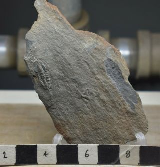 VERY RARE Lusatiops ribotanus Trilobite,  Lower Cambrian of Spain 3