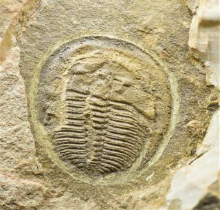 Very Rare Palaeoharpes Trilobite Fossil,  Upper Cambrian,  Guole Biota