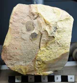 VERY RARE Palaeoharpes Trilobite Fossil,  Upper Cambrian,  Guole Biota 2
