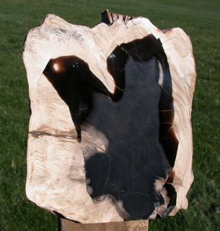 Sis: Larger 5lb.  Petrified Driftwood Specimen - Black Heart Sequoia