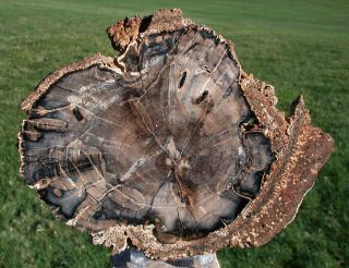 Sis: Ultra - Buggy Wyoming Crazy Horse Petrified Wood Round