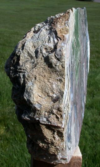 SiS: INCREDIBLE GREEN & AGATE Hampton Butte Petrified Wood - RIP CUT Sculpture 2
