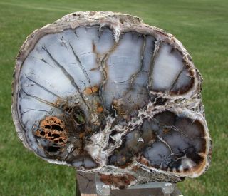 Sis: Mirror Polished Washington State Petrified Wood Round - Cypress