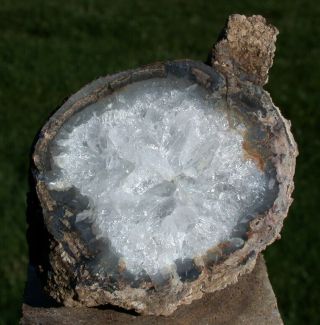 SiS: RARE CRYSTAL CAST Blue Forest Petrified Wood Round - Heel Cut 3