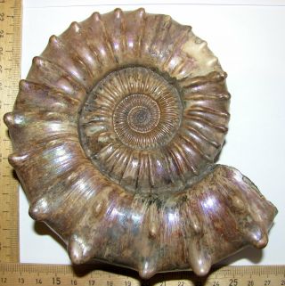 Ammonite Peltoceras,  Big Rare Sample.  Russia,  5.  8 Inches.