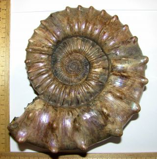 Ammonite Peltoceras,  big rare sample.  Russia,  5.  8 inches. 2