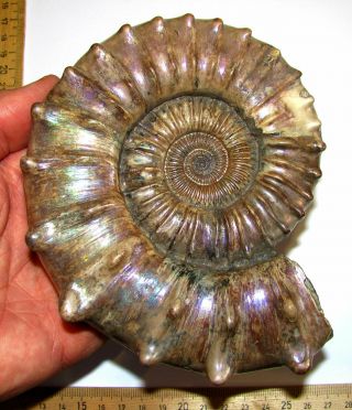 Ammonite Peltoceras,  big rare sample.  Russia,  5.  8 inches. 3