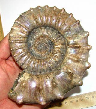 Ammonite Peltoceras,  big rare sample.  Russia,  5.  8 inches. 4