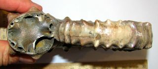 Ammonite Peltoceras,  big rare sample.  Russia,  5.  8 inches. 5