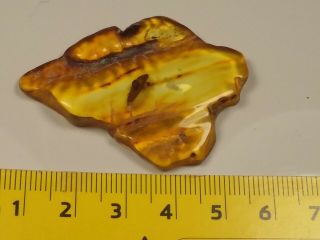 Very Rare Shell Insect Fossil In Baltic Amber 4.  6 G.
