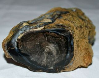 Polished Petrified Agatized Wood Limb Casting Collected West Central Wyoming Usa
