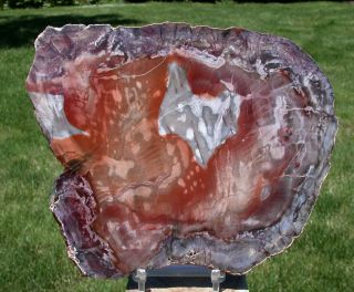 Sis: Colorful Red 7 ",  Petrified Wood Slab - Rare China Exclusive,  Sis Polished