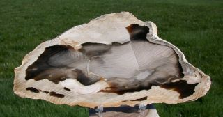 Sis: 8 ",  Oregon Petrified Wood Slab - Gorgeous Sequoia Driftwood