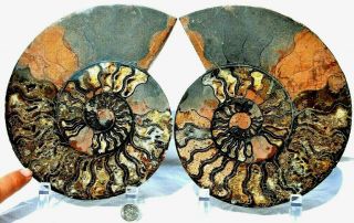 Rare 1 In 100 Black Ammonite Split Pair Deep Crystals Fossil 200mm 8.  0 " 7248yt