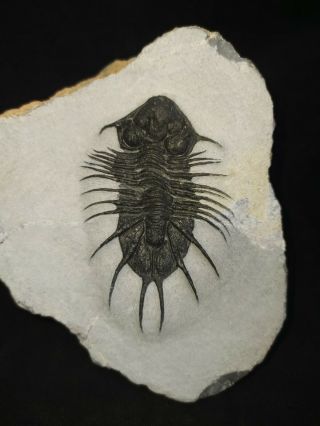 Very Rare Fossil Trilobite Acanthopyge Aff,  Devonian Morocco 2.  75 In