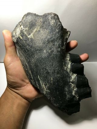 Large Aceratherium Primitive Rhino Fossil Lower Jaw Fragment / Rare