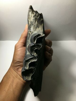 Large Aceratherium Primitive Rhino fossil lower jaw fragment / rare 3