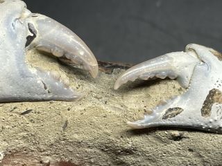 Rare Nodule Crab Fossil,  100 Thousand Years Ago，china。
