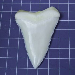 2.  653  Huge Modern Principle Great White Shark Tooth Megalodon Movie Fan HT41 3