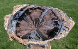 Sis: My Finest Large 8 " Blue Forest Petrified Wood Round - Blue Agate