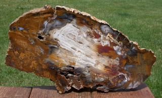 Sis: Truly Gorgeous 13 " Hubbard Basin Petrified Wood Round - Luscious Specimen