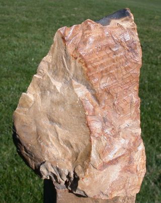 SiS: 3 lb.  Petrified Oregon Driftwood Specimen - SEQUOIA GEM FLAME 3