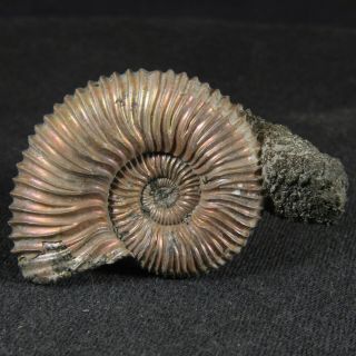 3.  9cm/1.  5in Nacre Pyritized Ammonite Parawedekindia Jurassic Oxfordian Russia