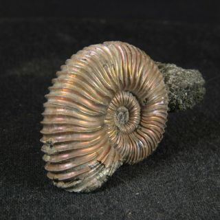 3.  9cm/1.  5in nacre pyritized Ammonite Parawedekindia Jurassic Oxfordian Russia 2