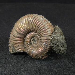 3.  9cm/1.  5in nacre pyritized Ammonite Parawedekindia Jurassic Oxfordian Russia 3