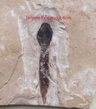 Tadpole Fossil From Shangwang Biota Shandong Province China From Early Miocene