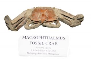Macrophthalmus Fossil Crab Pliocene Epoch 5 Myo 14875 9o