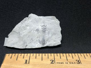 Trilobite - Unprepared Waldron Shale Calymene - Fossils Crinoid