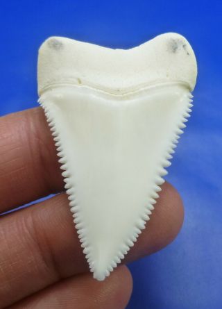 Real Modern Great White Shark Tooth Teeth 1.  77 Inch 090129