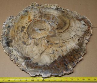Ex Large Polished Petrified Wood Slab W Bark 19 - 3/4 " X 18” X 1 " - 20 Lbs 8 Oz.