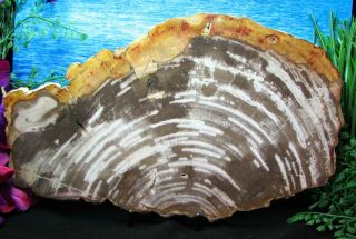 Large Petrified Wood Complete Round Slab W/bark Brilliant Mink Ivory Zebra 13 ",