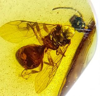 Burmese Burmite Cretaceous Intact Wasp Insect Amber Fossil Myanmar
