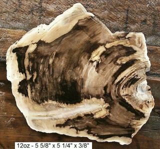 Oregon - Rare Eagles Nest Petrified Wood Slab -
