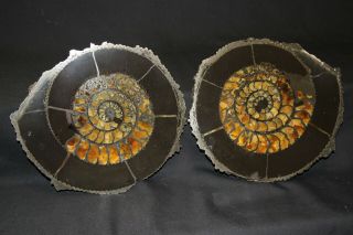 Russian Ammonite Speetoniceras Versicolor Cut Pair