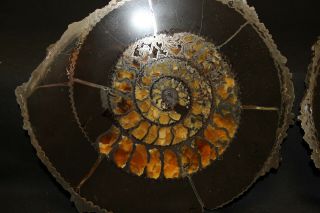 Russian ammonite Speetoniceras versicolor cut pair 2