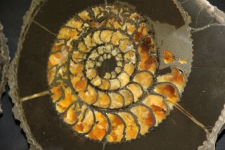 Russian ammonite Speetoniceras versicolor cut pair 4