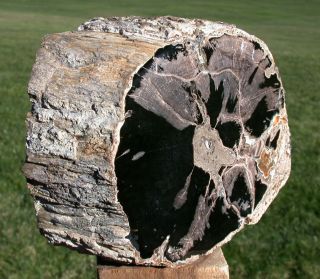 Sis: Incredible 6 Lb.  Eden Valley,  Wyoming,  Petrified Wood Log - Polish