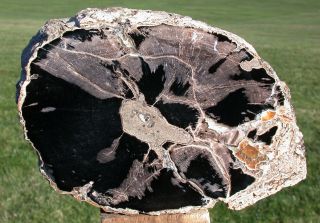 SiS: INCREDIBLE 6 lb.  Eden Valley,  Wyoming,  Petrified Wood LOG - Polish 2