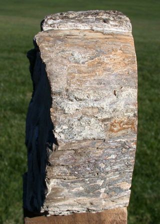 SiS: INCREDIBLE 6 lb.  Eden Valley,  Wyoming,  Petrified Wood LOG - Polish 3