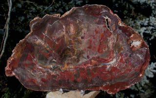 Sis: Big Dark Red 12 " African Rhexoxylon Petrified Wood Round - Rare & Ancient