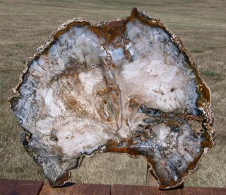 Sis: Knotty Spruce Whorl 16 " Hubbard Basin Petrified Wood Round