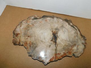 Large Petrified Wood Polished Full Round Slab W/bark - 14 X 3/4 " X 10 "