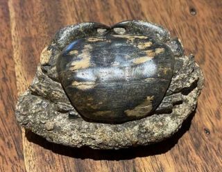 Real Authentic Crab Fossil In Matrix Rare Collectors Piece